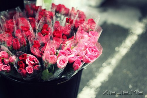 不要轰轰烈烈,只求安安心心 (2)