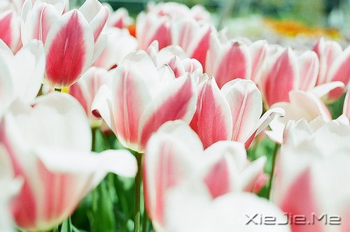 不要轰轰烈烈,只求安安心心 (4)