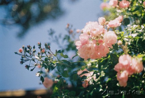 ѡ��������£�ڹ�Ϳ��������� (10)