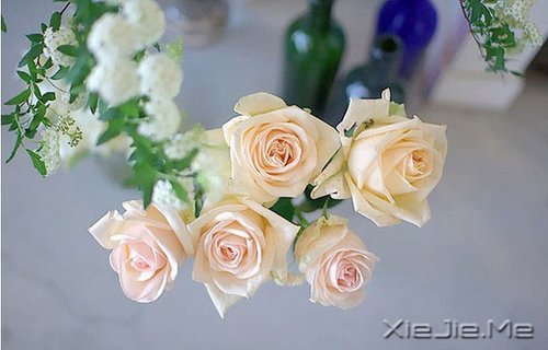 ����ʢ����������� (1)