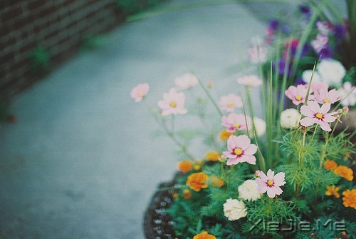 ����ʢ����������� (6)