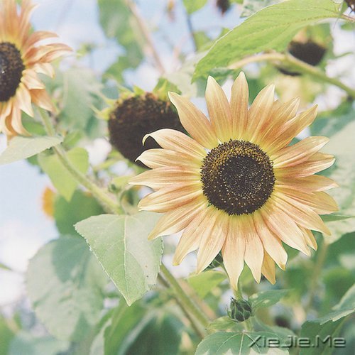 爱自己的人,才会有人爱 (7)