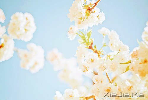 不管成功与否,至少曾经美丽 (8)