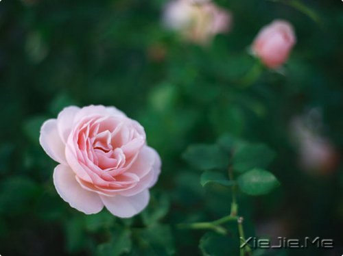 幸福,就是春夏秋冬,悠然自在 (9)