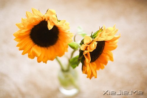 早安心语:如果时间可以倒退,一切也就不再珍贵 (9)