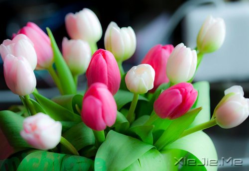 早安心语:做自己生命的主角,而不是别人生命中的看客 (6)