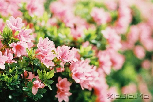 早安心语:不往前走,你将永远停留 (9)