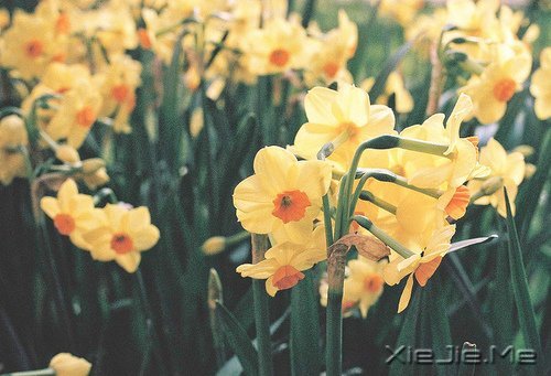 早安心语:不往前走,你将永远停留 (10)