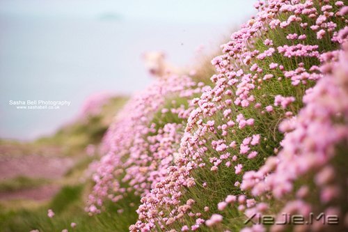 晚安心语:人心本无染,心静自然清 (1)