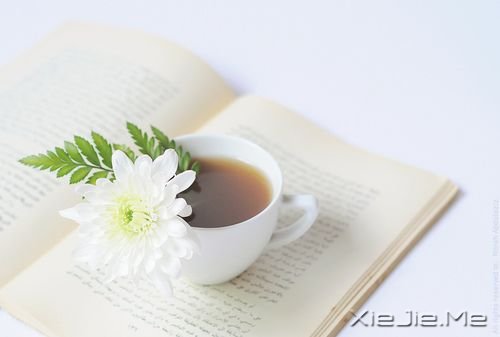 早安心语:你看事情太明白,往往就失了做事的勇气 (4)