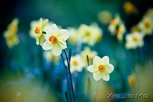 晚安心语:真正的泪水来自心底,眼睛只是一个小小的出口 (10)