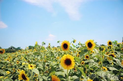 晚安心语:人生,就是一种简单的轨迹 (7)