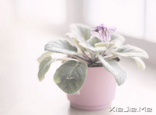 �簲���������ֻ��һ���� (1)