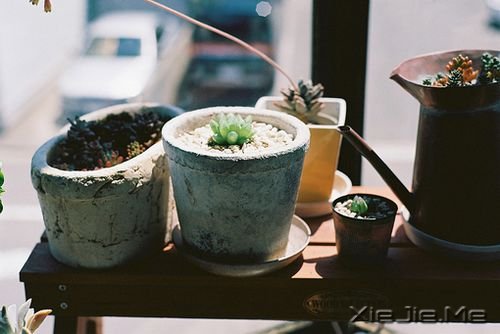 晚安心语:有些谎言,美丽的让你不忍揭穿 (2)