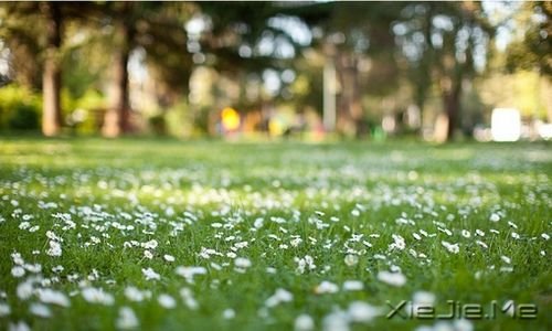 早安心语:情绪可以控制,但眼泪不会撒谎 (6)