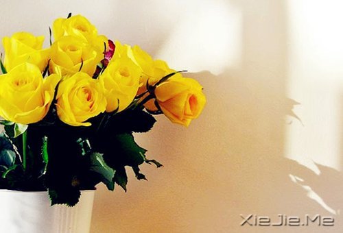 文字:记我的理想