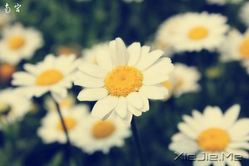 好看的花朵图片 (8)